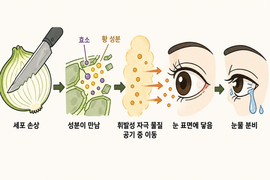 양파만 썰면 왜 눈물이 날까? 칼질 순간 벌어지는 일 설명 도식