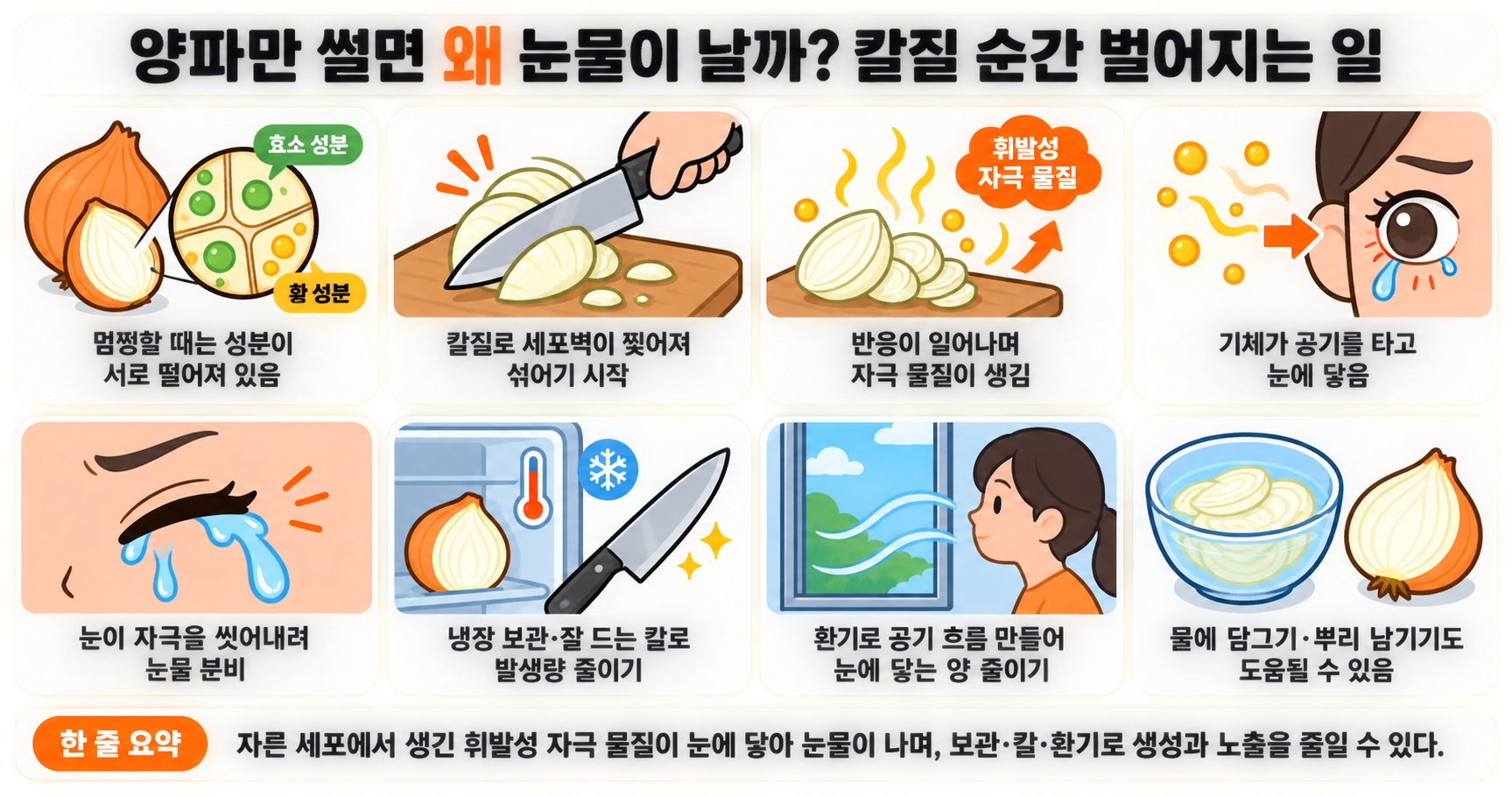 양파만 썰면 왜 눈물이 날까? 칼질 순간 벌어지는 일
