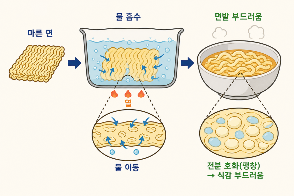 라면 면발은 왜 끓일수록 부드러워질까? 설명 도식