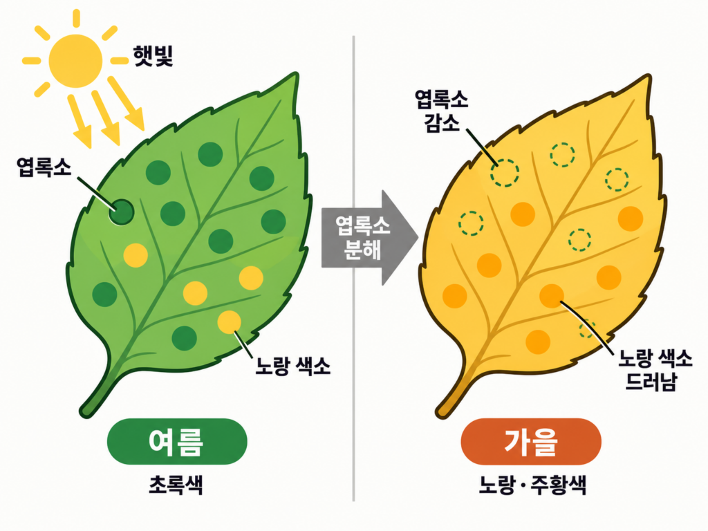 단풍은 왜 초록색을 잃을까? 가을에 나뭇잎 색이 바뀌는 원리 설명 도식