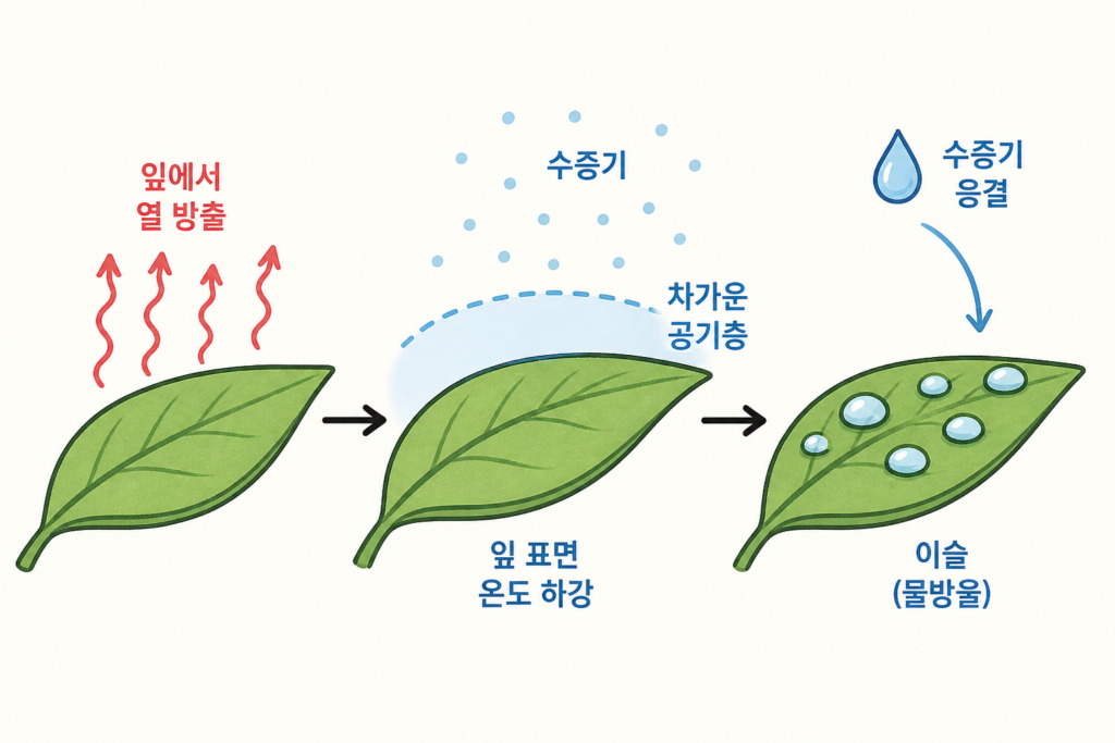비도 안 왔는데 풀잎은 왜 젖을까? 이슬의 밤 설명 도식