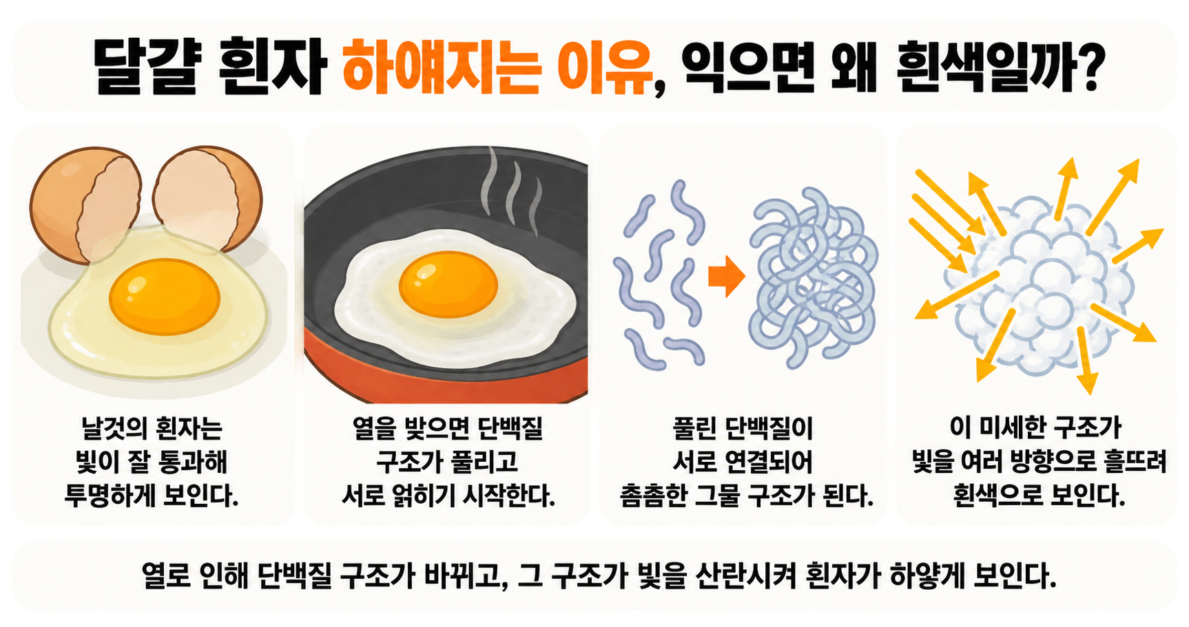 달걀 흰자 하얘지는 이유, 익으면 왜 흰색일까?